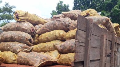 comercialización de productos agropecuarios UEB Acopio en Sandino