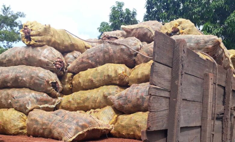 comercialización de productos agropecuarios UEB Acopio en Sandino