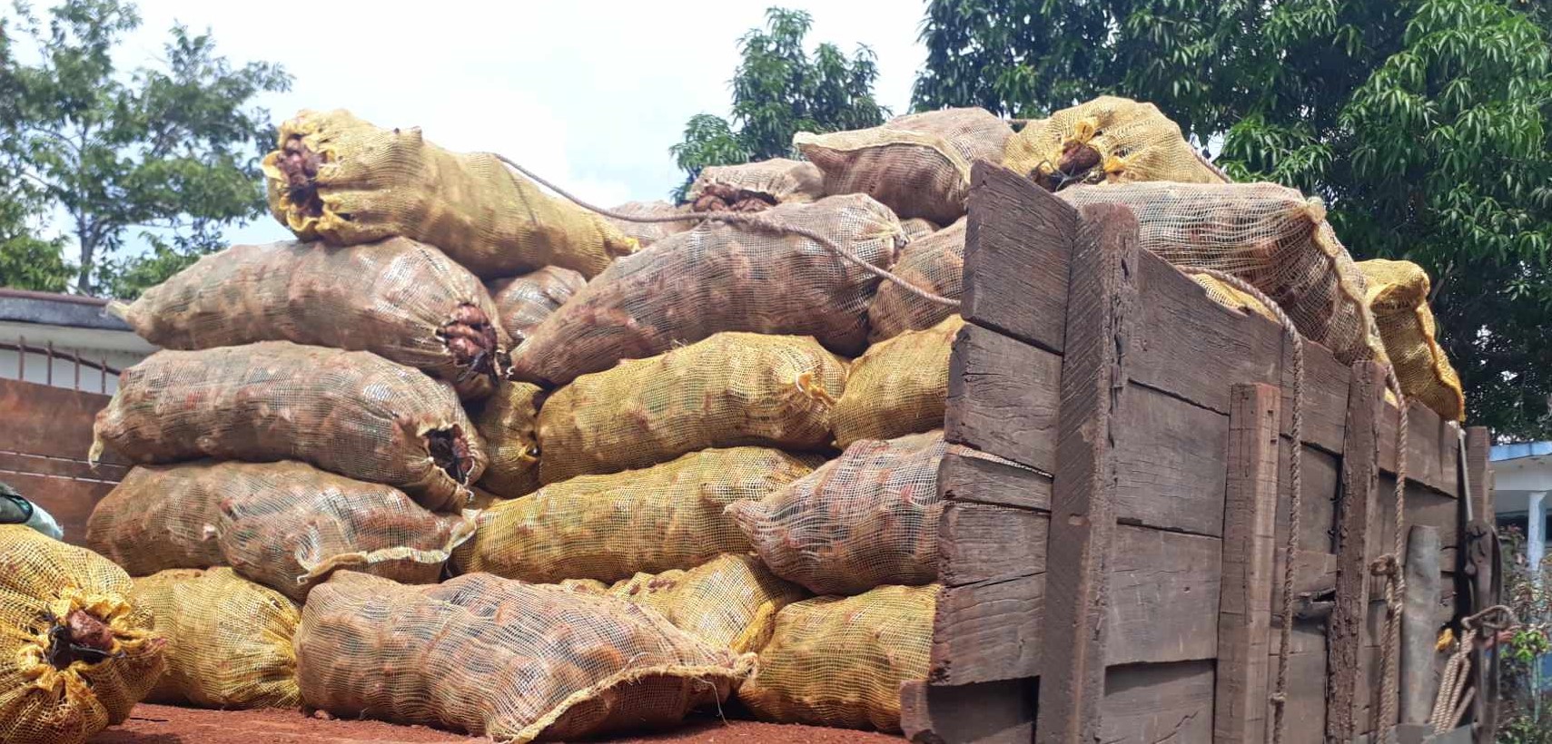 comercialización de productos agropecuarios UEB Acopio en Sandino