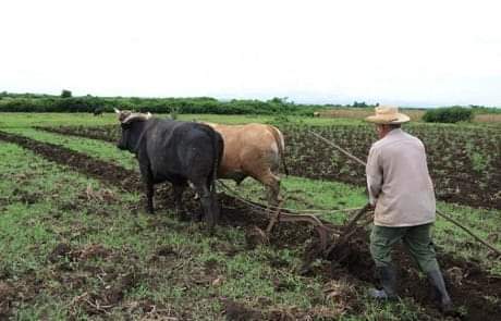 contratación productos agropecuarios