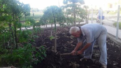 Gabriel Lobo Mesa cultiva tu pedacito