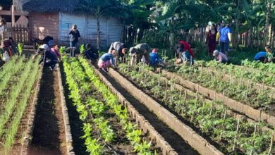 Apoya la producción de alimentos sector educacional en Sandino