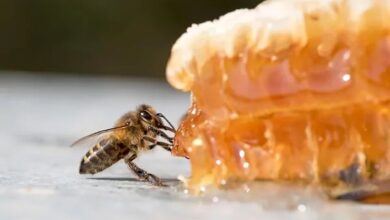 abeja miel apicultura sandino