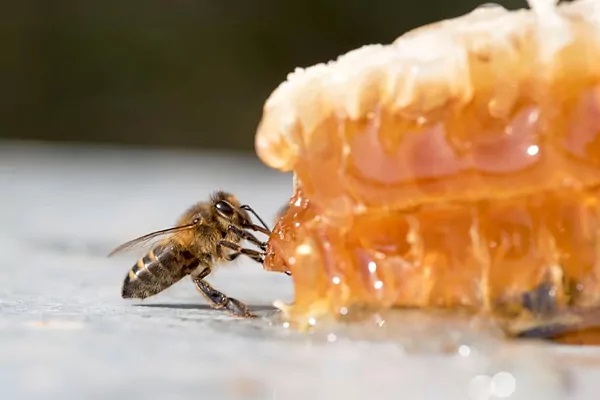 abeja miel apicultura sandino
