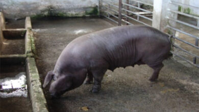 produccion porcina cerdo sandino