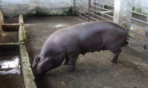 produccion porcina cerdo sandino