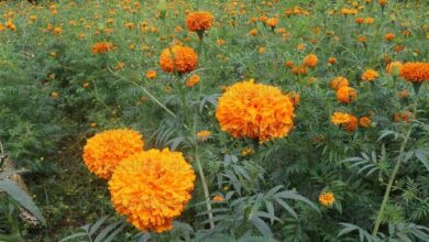 escasez de flores servicios comunales sandino