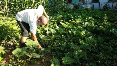 José Luis Mons Valdés cultiva tu pedacito sandino
