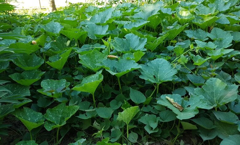 Producción de alimentos, un asunto de seguridad nacional