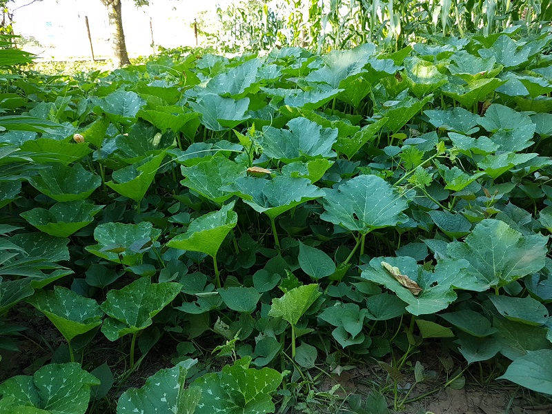 Producción de alimentos, un asunto de seguridad nacional