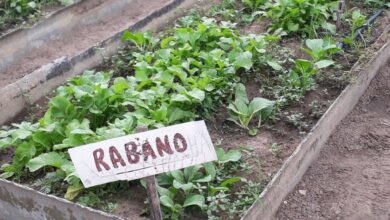 Agricultura Urbana, Suburbana y Familiar sandino