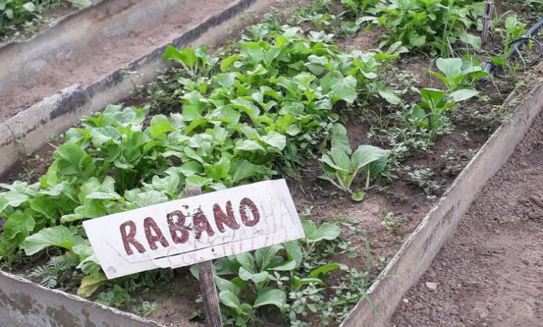 Agricultura Urbana, Suburbana y Familiar sandino