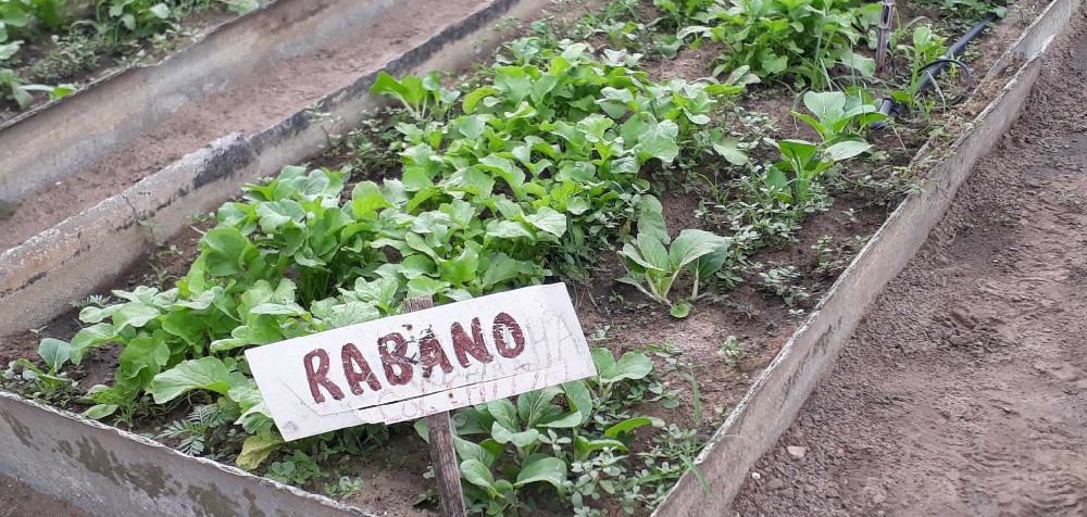 Agricultura Urbana, Suburbana y Familiar sandino