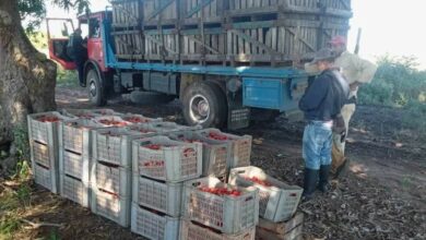 Inicia Sandino entrega de tomate a la Industria