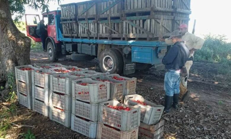 Inicia Sandino entrega de tomate a la Industria