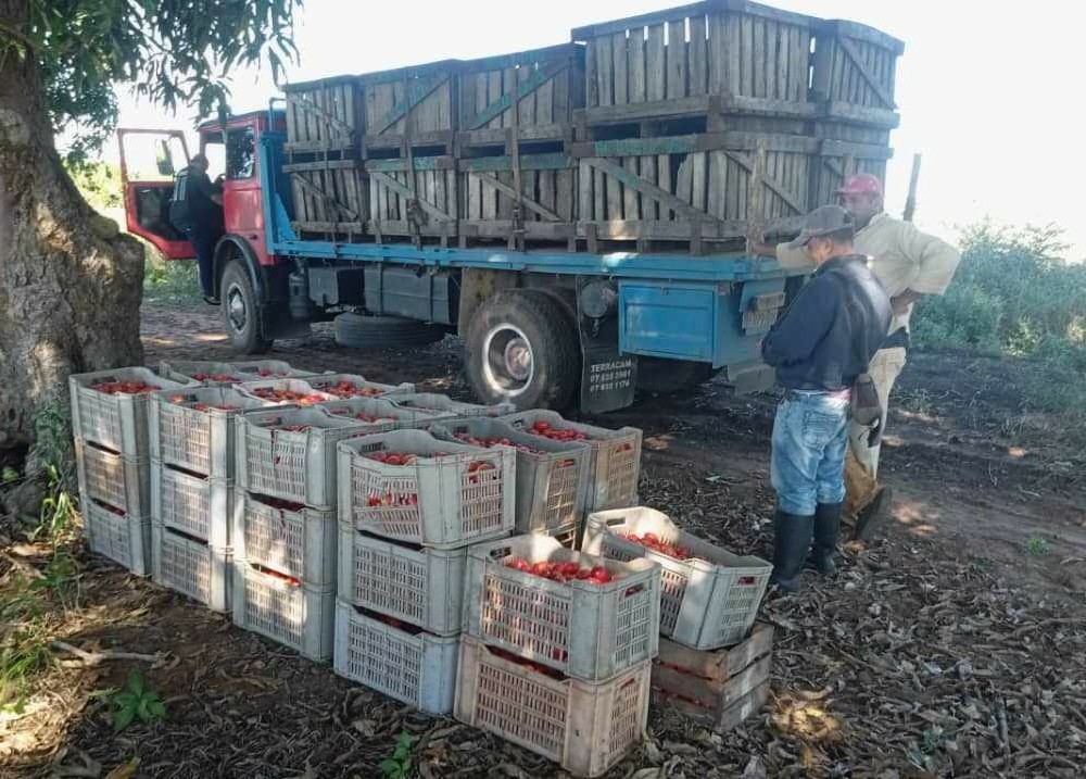 Inicia Sandino entrega de tomate a la Industria