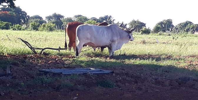 agricultura sandino