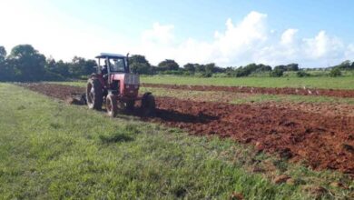 producción de alimentos sandino