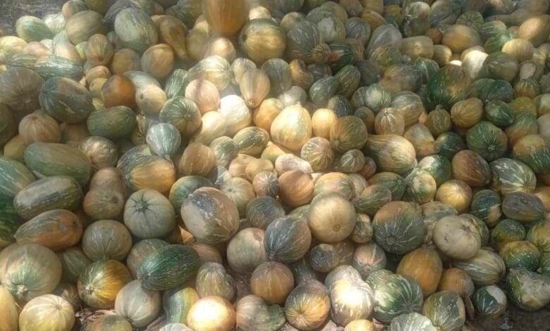 calabaza sandino
