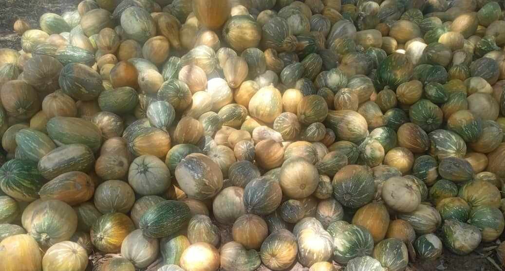 calabaza sandino