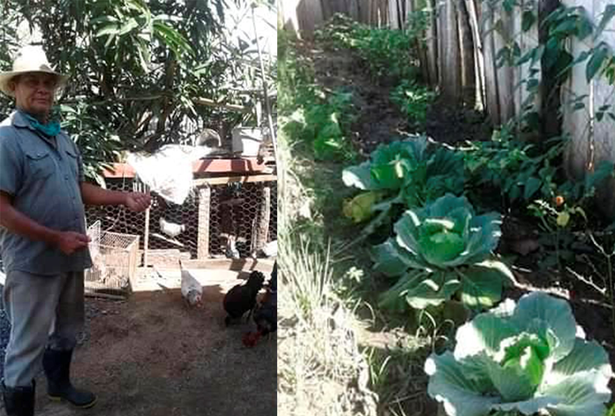 Miguel Tamayo también cultiva su pedacito