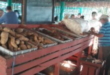 Reportan fructífera cosecha de calabaza, melón y boniato en Sandino