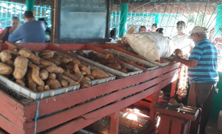 Reportan fructífera cosecha de calabaza, melón y boniato en Sandino