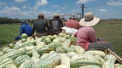 cosecha de melón sandino