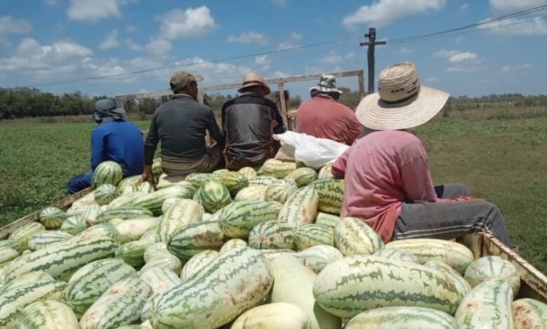 cosecha de melón sandino