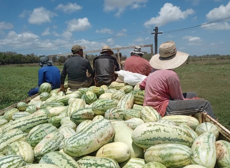 cosecha de melón sandino