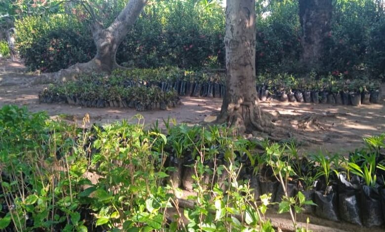 Producción de flores, entre la adversidad y la esperanza