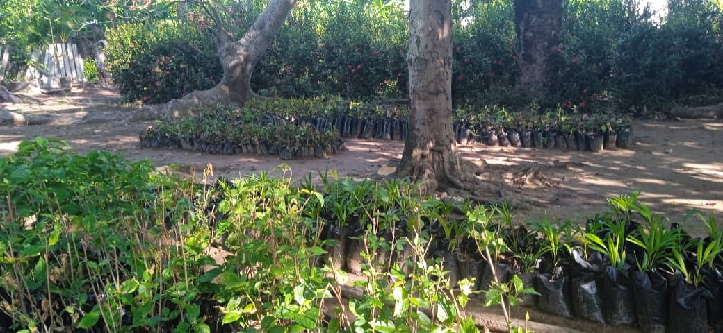 Producción de flores, entre la adversidad y la esperanza