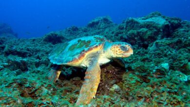 especies en peligro de extinción tortugas marinas guanahacabibes