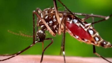 virus de oropouche pinar del río