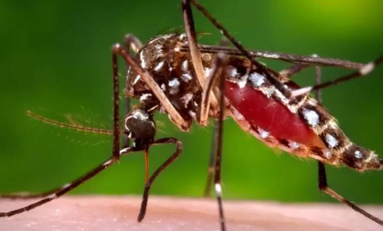 virus de oropouche pinar del río