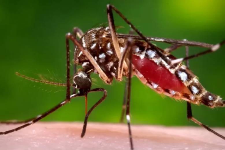 virus de oropouche pinar del río