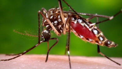 aedes aegypti sandino