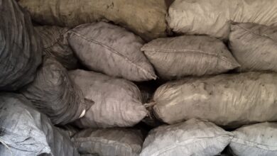Empresa Agroforestal Guanahacabibes protege recursos humanos y materiales ante intesas lluvias