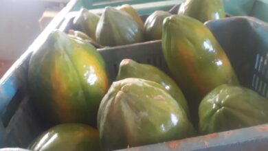 Implementa medidas sector de la Agricultura ante proximidad de la Tormenta Tropical Helene