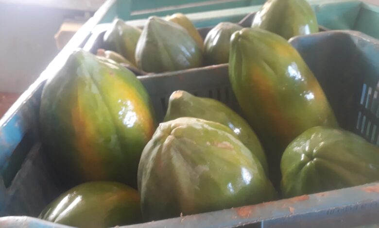 Implementa medidas sector de la Agricultura ante proximidad de la Tormenta Tropical Helene