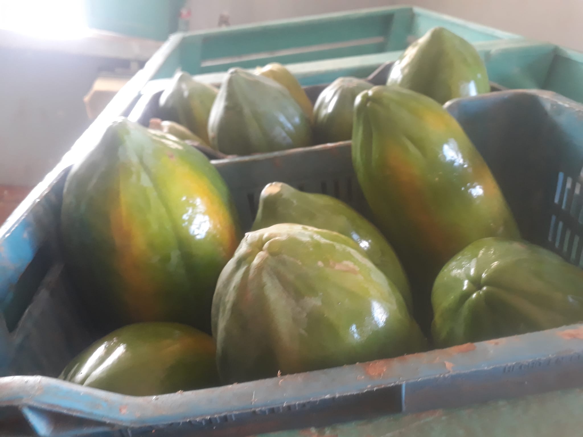 Implementa medidas sector de la Agricultura ante proximidad de la Tormenta Tropical Helene