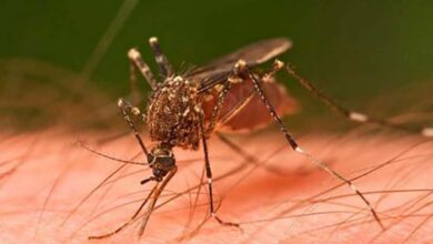 arbovirosis dengue