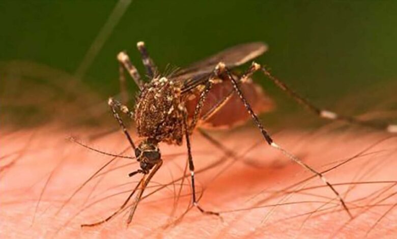 arbovirosis dengue