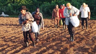 Apuesta Empresa Agroforestal Guanahacabibes por producción de cultivos varios