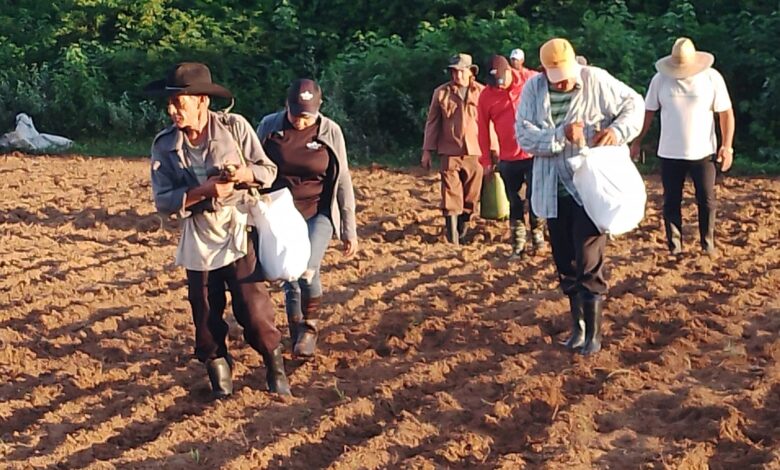 Apuesta Empresa Agroforestal Guanahacabibes por producción de cultivos varios