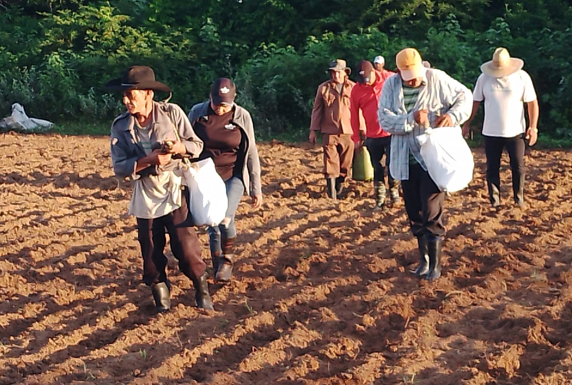 Apuesta Empresa Agroforestal Guanahacabibes por producción de cultivos varios