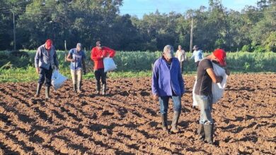 campaña de frío en Empresa Agroforestal Guanahacabibes