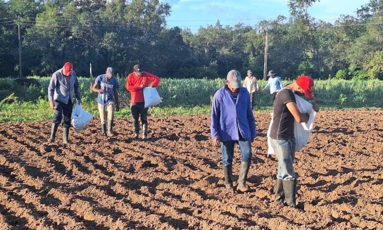 campaña de frío en Empresa Agroforestal Guanahacabibes