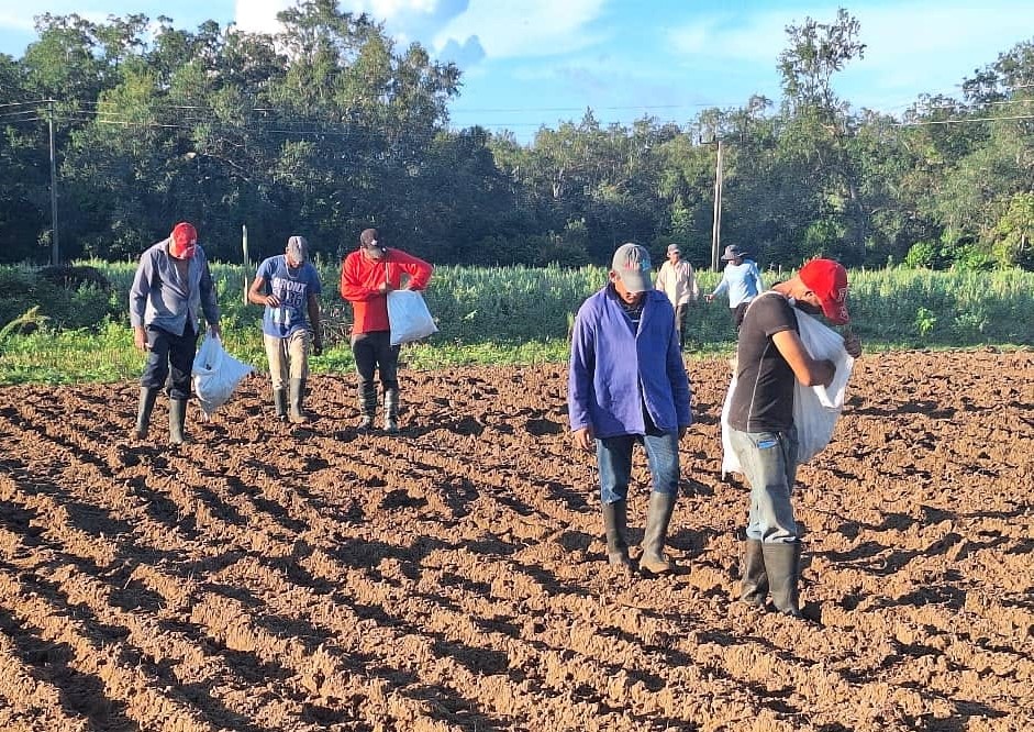campaña de frío en Empresa Agroforestal Guanahacabibes