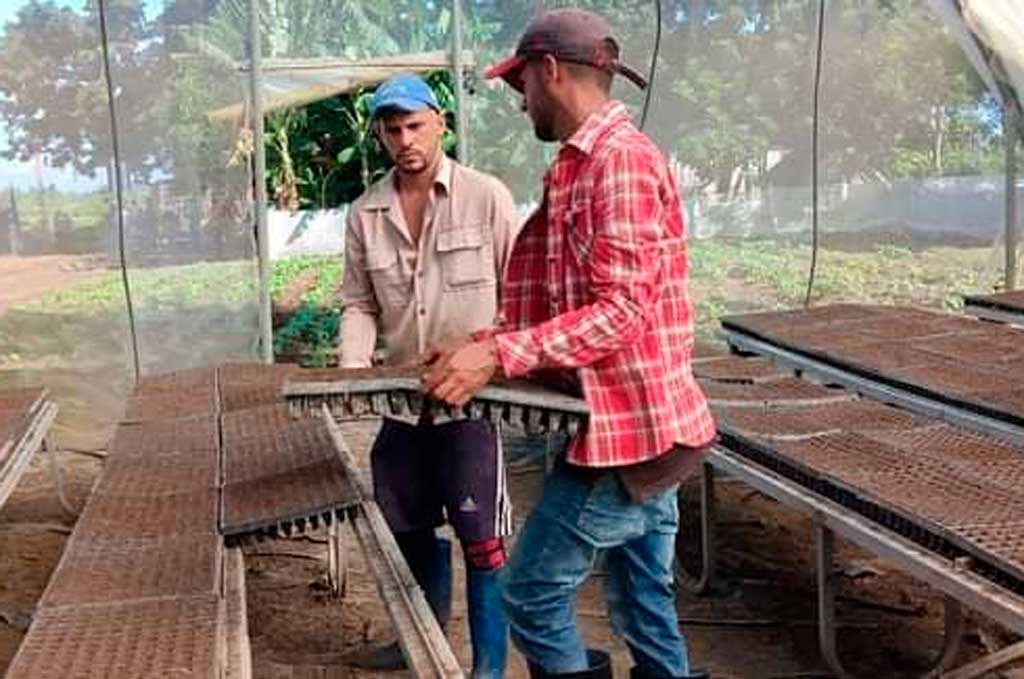 campaña tabacalera cuba